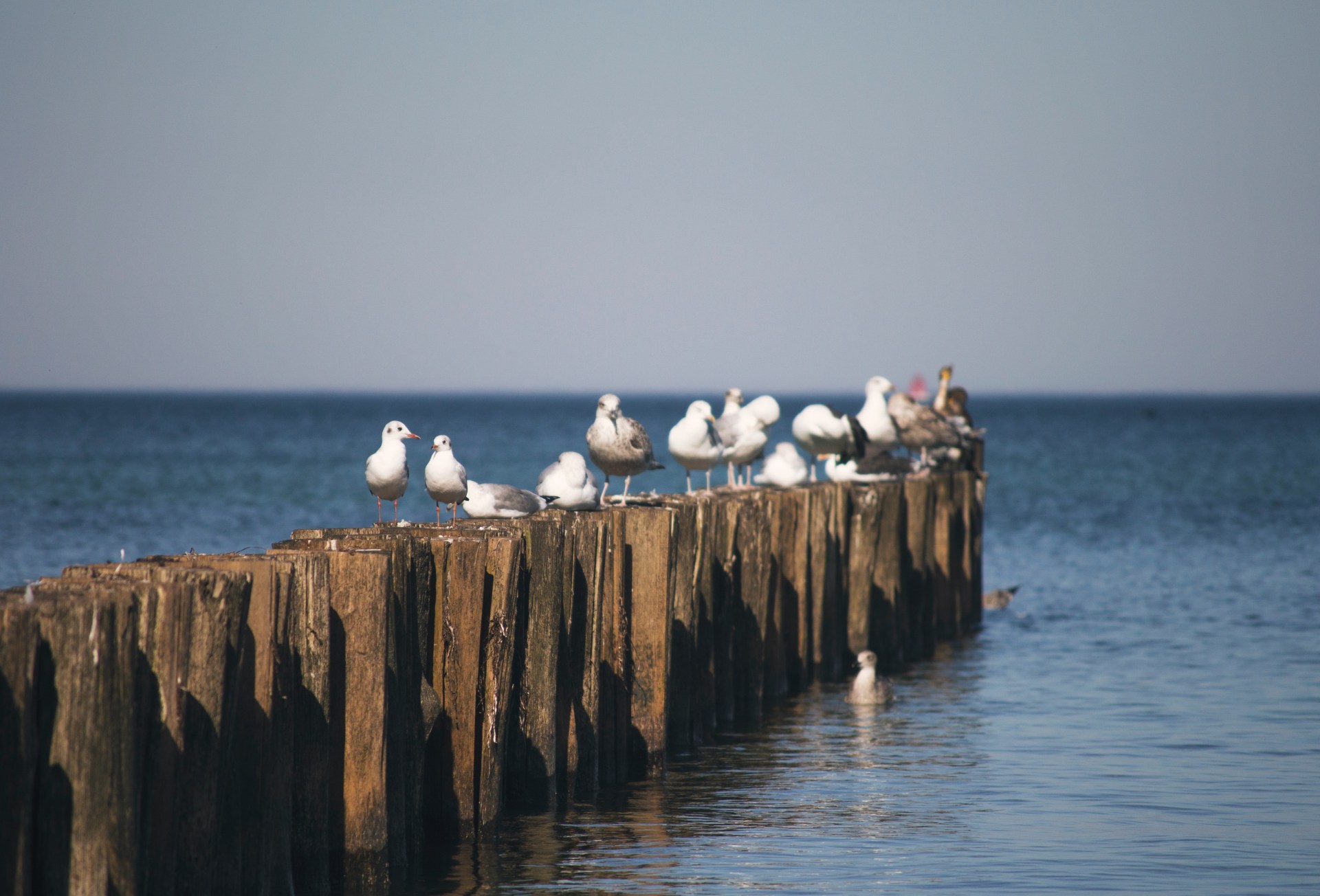Baltic Sea - Save the Sea © EUSBSR - Mariam Soliman